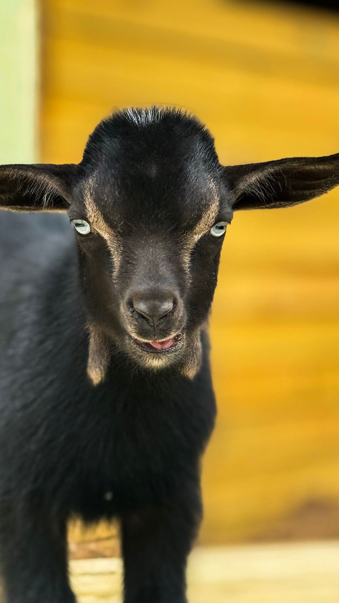 Goat Yoga